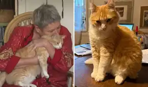 El inédito caso de Rémi, el gato naranja que vive con 'arresto domiciliario' en Francia tras ser denunciado por su vecino