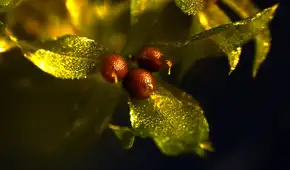 Científicos dejaron una planta en el vacío del espacio, sobrevivió 9 meses y terminó de crecer en la Tierra
