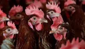 Estados Unidos confirma la primera muerte humana a nivel mundial por contagio de la gripe aviar H5N5
