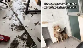 Joven muestra cómo sus perros destruyeron su casa mientras no estaba y redes bromean: "Una lloradita y a limpiar"