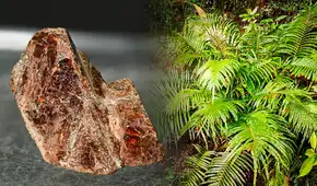 China revoluciona la minería al descubrir un elemento clave de tierras raras formado dentro de una planta China revoluciona la minería al descubrir un elemento clave de tierras raras formado dentro de una planta