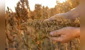 ADEX propone exonerar del IGV a la quinua, kiwicha y cañihua para impulsar consumo y combatir la desnutrición