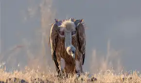 El ave que sobrepasa al Everest, alcanza los 11.300 metros de altura y se mantiene en el aire durante 7 horas