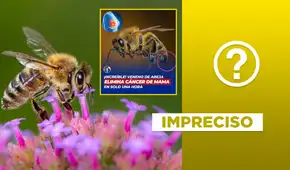 Estudios si afirman que el veneno de la abeja puede combatir el cáncer de mama, pero no al 100% y tampoco es reciente