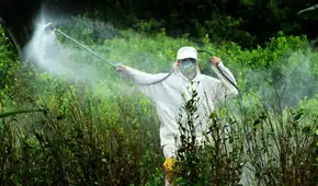 Se cae el estudio que defendía a herbicida señalado como cancerígeno: Perú sigue usando pesticidas tóxicos