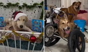 Milagros perrunos lanza campaña solidaria con trineo recolector en la Feria Fortuna: lleva alimentos y ayuda a quienes más lo necesitan