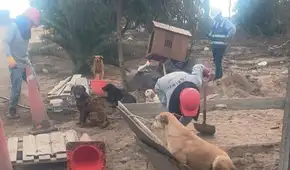 Alarma por presunta crueldad animal en la Villa Panamericana: denuncian riesgo para los perros de la Villa Canina Lima 2019