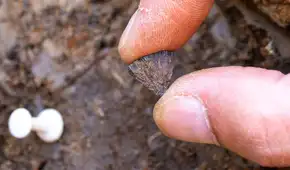 Dos piedras pequeñas descubiertas en Inglaterra podrían cambiar la historia de la humanidad