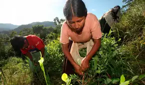 Sembrío de coca en Bolivia crece un 10% en 2024 y el gobierno de Paz culpa a la “permisividad de la izquierda”