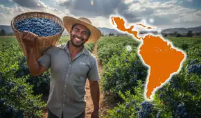 El país de América Latina que es el mayor vendedor de arándanos del mundo, según Moody's: no es México ni Chile