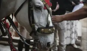 Poder Judicial ordena a la Municipalidad de Lima cancelar el uso de caballos en calesas que pasean en el Centro de Lima