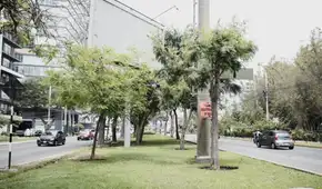 Al menos 30 mil m² de áreas verdes serían removidas por obras viales impulsadas por la Municipalidad de Lima