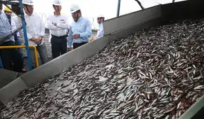 Produce da luz verde a la pesca de anchoveta 2026 en el sur y fija una cuota máxima de 251.000 toneladas