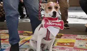 Última edición del “Adoptatón 2025” busca cambiar la vida de más de 50 animales rescatados