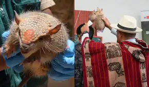 Rituales de Año Nuevo con fauna silvestre son ilegales, alerta Serfor: hasta 5 años de cárcel por usar especies en peligro