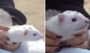 Familia celebró Año Nuevo en la playa Los Yuyos junto a su inusual mascota: un hurón que sorprendió a los veraneantes