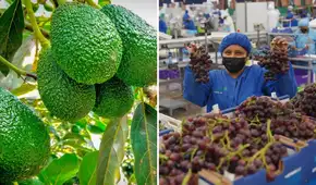 Exportaciones agrícolas peruanas alcanzan cifra histórica: 3 millones de toneladas de 540 tipos de productos llegan a 115 destinos en el mundo, según Senasa