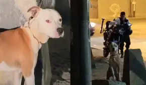 Rescatan a perrita que fue abandonada y encadenada a un poste durante más de 10 horas en Cercado de Lima