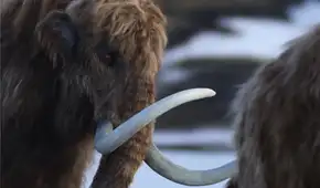 Científicos creyeron que eran huesos de mamut y los conservaron durante 70 años, pero resultaron ser de un animal completamente diferente