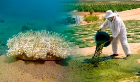 China apuesta por algas para transformar suelos áridos del desierto en tierras fértiles aptas para producir alimentos
