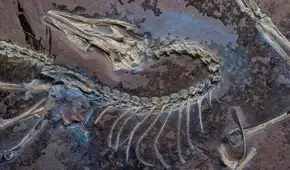 China posee la respuesta sobre el origen del vuelo de las aves: un fósil jurásico descubierto desafía las teorías actuales