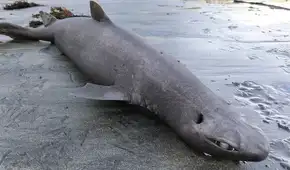 En las costas de España descubren una misteriosa especie de tiburón foca que despierta el interés científico