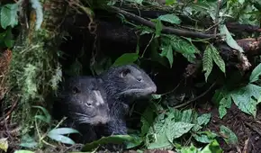 El regreso al bosque: dos macheteros retornan a la vida silvestre en la Selva Central