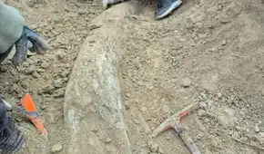 Investigadores argentinos descubren el colmillo gigante de un mamífero de 5 toneladas que vivió en la Edad de Hielo