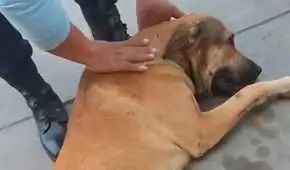 Adulta mayor es acusada de asesinar a un perrito sin hogar en Villa El Salvador