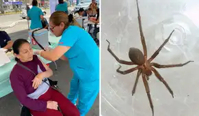 Alerta del Minsa por picadura de araña doméstica en Perú: síntomas pueden agravarse y causar la muerte