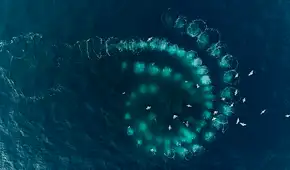 Científicos revelan que este animal del océano fabrica "herramientas" para mejorar hasta en 7 veces la caza contra sus presas