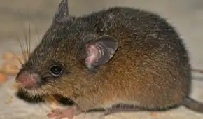 Hallazgo científico sin precedentes en Perú: confirman nueva especie de roedor andino en Cajamarca