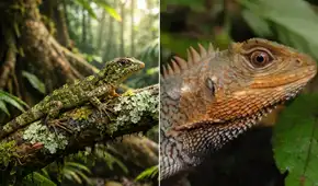 Científicos sorprenden al mundo con el redescubrimiento de una lagartija en Perú no vista hace 150 años