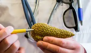 Científicos curan el cáncer de páncreas en ratones: ¿podría llegar a probarse el tratamiento en humanos?