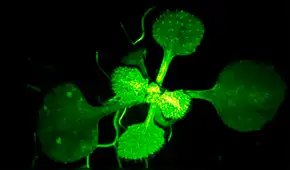 Biólogos japoneses grabaron a 2 plantas ‘conversando’ entre ellas para intentar salvarse de su depredador