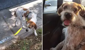 Encuentran perrito adulto en Lince y piden apoyo para reunirlo con su familia o conseguir adopción temporal