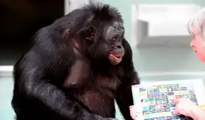 Científicos colocaron dos tazas frente a un chimpancé: hizo algo que se creía exclusivo de los humanos