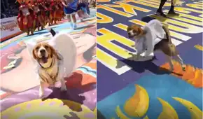 Perrito se roba el corazón de los asistentes con su increíble baile en la Fiesta de la Candelaria en Puno