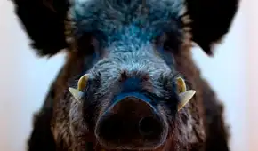 Un accidente nuclear de hace 15 años dejó una ciudad sin personas, pero los jabalíes tomaron las calles y algo inesperado ocurrió con su genética