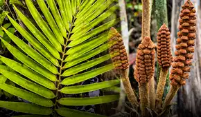 Científicos descubren en Perú una nueva especie de planta de la era de los dinosaurios: vive en ambientes inundables del Amazonas