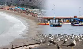 Playa Agua Dulce amanece limpia y con aves, pero Chorrillos evaluará su nuevo cierre si persiste la basura