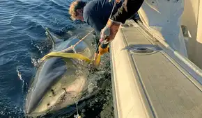 Avistan el tiburón blanco macho más grande del mundo: pesa 770 kilos, mide más de 4 metros y sorprende a los científicos