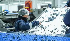 Perú se consolida como líder en exportación de arándanos y supera los US$ 2.400 millones en ventas durante el 2025