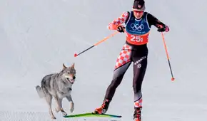 Perro lobo irrumpió en los Juegos Olímpicos 2026: burló los dispositivos de seguridad y cruzó la meta