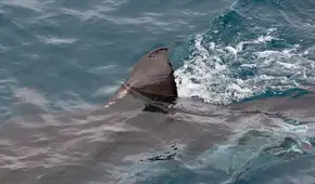 Unos pescadores españoles hacen un descubrimiento que obliga a los científicos a revisar la historia de hace 160 años