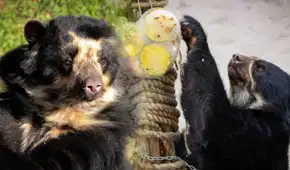 Parque de las Leyendas celebra el Día del Oso: revisa el cronograma de actividades para este 21 de febrero en San Miguel y Huachipa