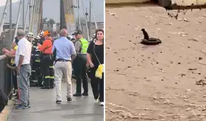 Rescatista y el perrito que intentaba salvar son arrastrados por fuerte caudal de río Rímac