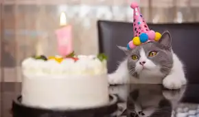 Día Internacional del Gato: cuál es el origen de su celebración el 20 de febrero y por qué se conmemora tres veces al año