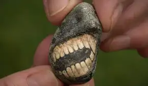 Descubren fósil "sonriente" de 350 millones de años en una isla de Inglaterra que revela la existencia de un antiguo animal marino