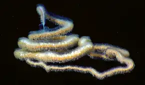 El animal con el organismo más grande de la Tierra que superaría el récord de las ballenas: sus tentáculos atraen a las presas